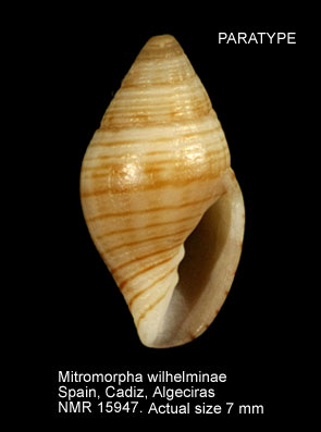 PARATYPE Mitromorpha wilhelminae.jpg - PARATYPE Mitromorpha wilhelminae(Aartsen, Menkhorst & Gittenberger,1984)